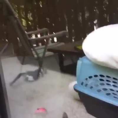 Glass Boop