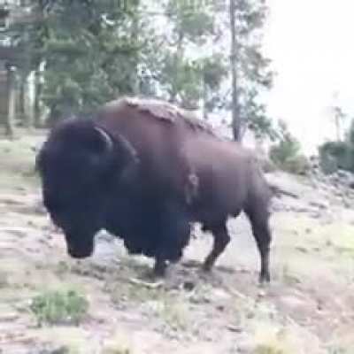Being too close to a bison
