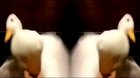 My brain while im trying to concentrate on school work: