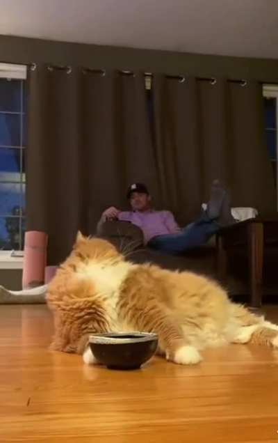 Cat Sending Out Hint To Owner