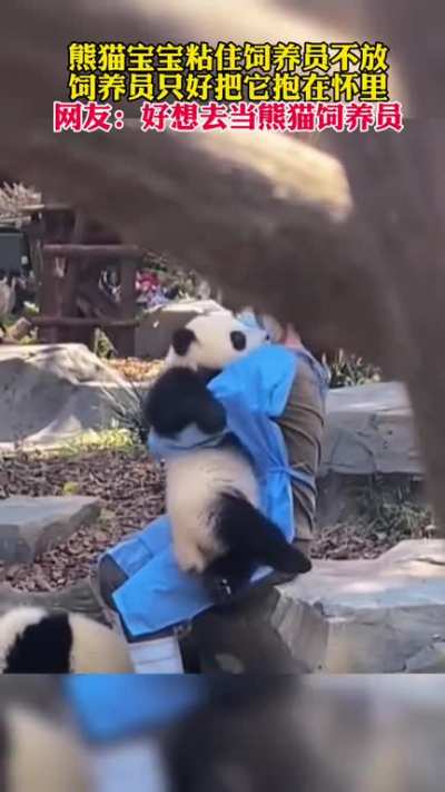 🐼 Panda baby plays spoiled. He wants a cuddle from a pretty keeper. Do you want to be a breeder or baby panda? 💖 熊貓 寶寶愛撒嬌<wbr>，非得要美<wbr>女飼養員抱<wbr>抱。你想當<wbr>飼養員，還<wbr>是想成為小<wbr>熊貓？😆