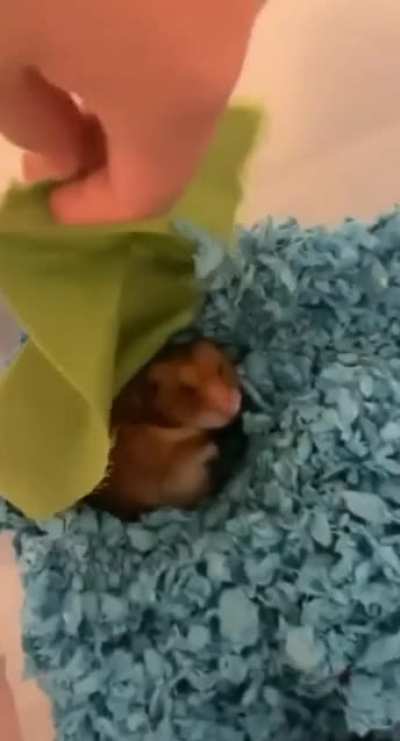 Grumpy napper