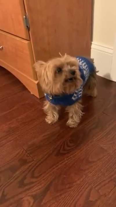 sweaterpuppies