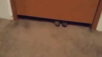 Liquid cat