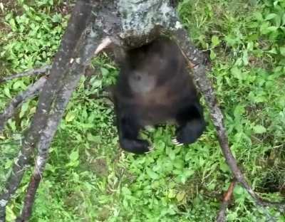 Dancing bears