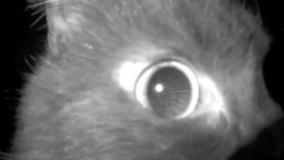 Received a motion alert on my home camera, met with a curious kitty…