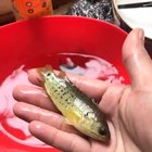 This fish ate all the goldfish’s eyes