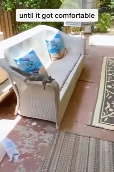 Squirrels are so cute