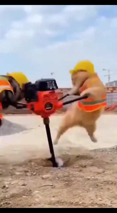 When Two Cats Try to Work Together
