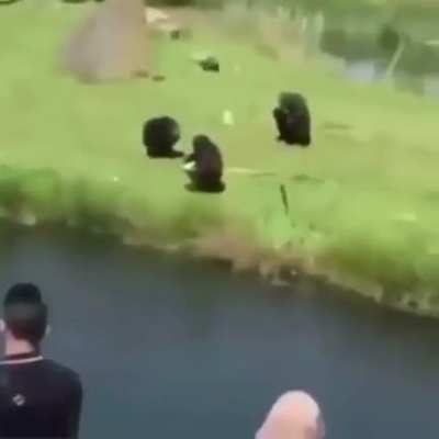 are bonk videos still funny?