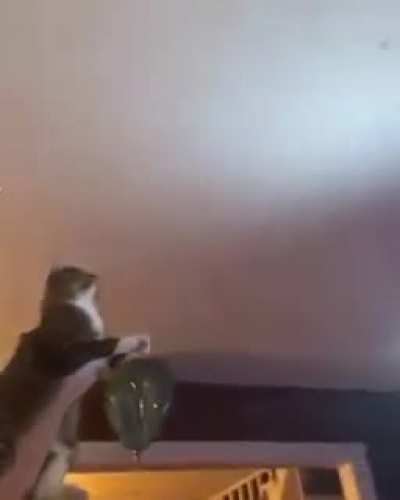 Using cat as a WEAPON!