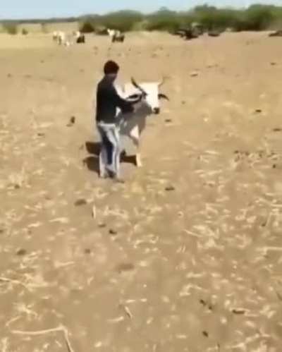 The ox saving its owner.