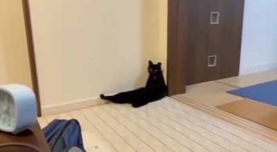 The cat and his place