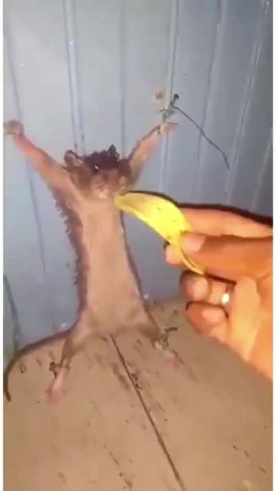Cursed_fries