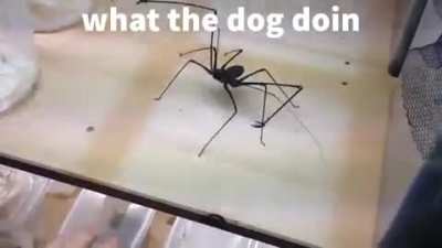 Enjoy