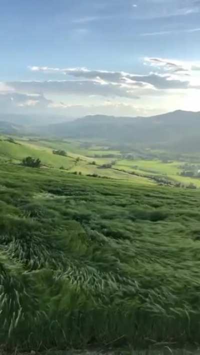 Epic long grass looks like an ocean in Bologna, Italy
