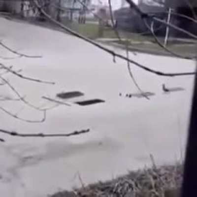 Man puts ducklings inside drain, poor mama duck circles around the drain looking for help