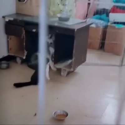 When the cat gets a power-up.
