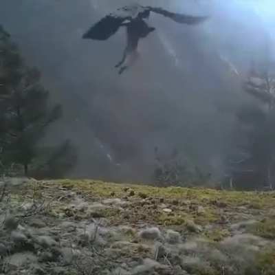 Good birdie