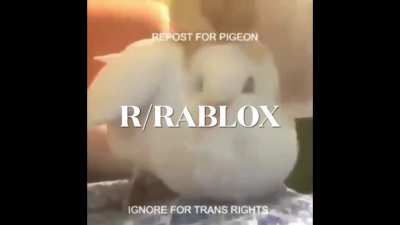 Sorry I really 😩need P I G E O N