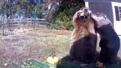 Groundhog steals farmer's crop and eats it in front of his security camera.