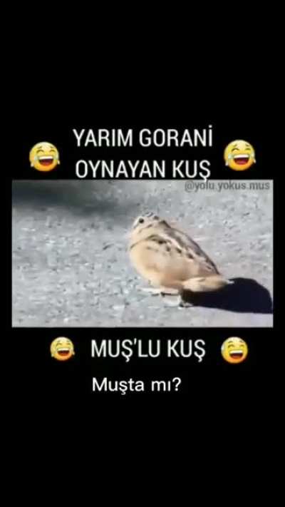 Nerdesin lan sen?