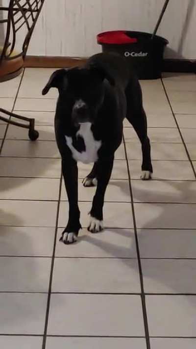 Dog