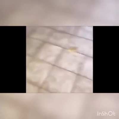 Waah