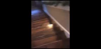 Look how dumb the cute ass dog is