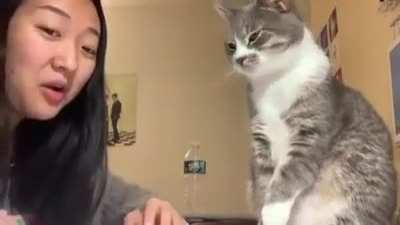 Majestic cat slaps his slave's face when she dares speak to him!