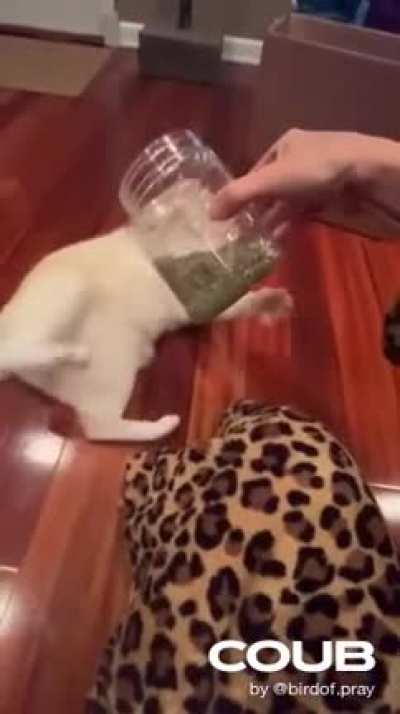 Котик и валер<wbr>ьянка<wbr>. Вштыр<wbr>ило