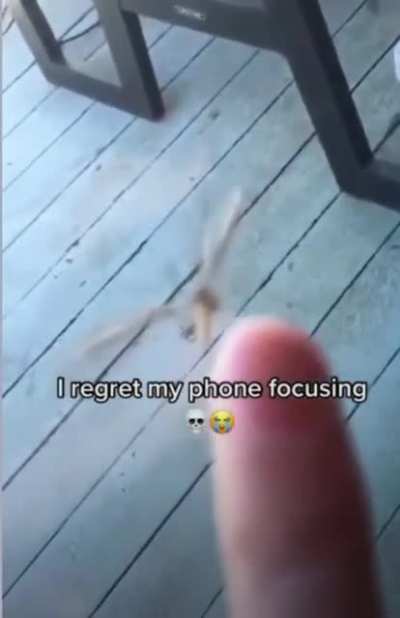 happy spooder