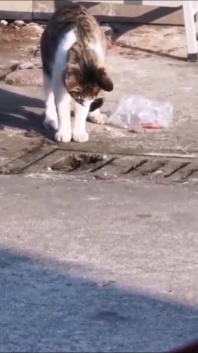 Urban kitty, hunting