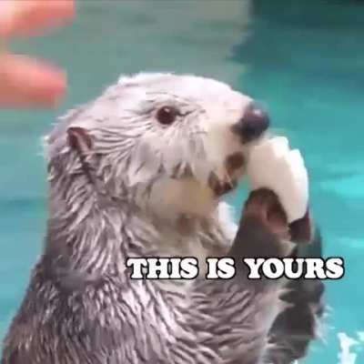 Otter chaos