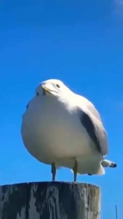 I love birds