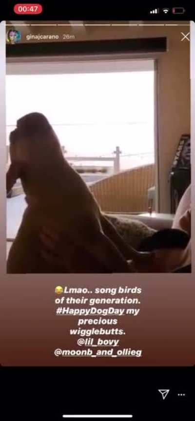 Lucky goddamn dog.