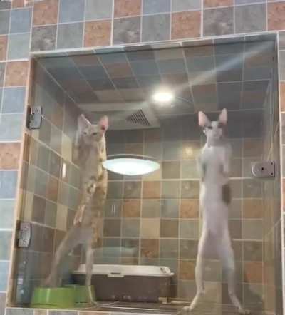 thËÿ sËê