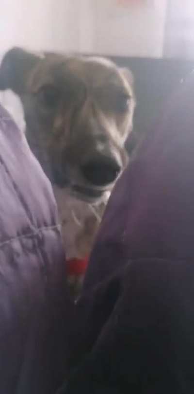 Funny scream (by virtue of molly)