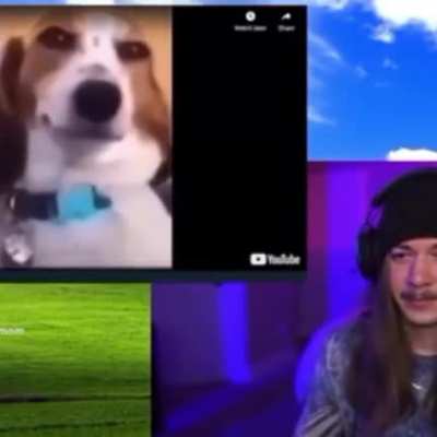 moldy dog
