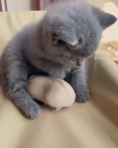 Немного милоты