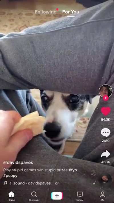 HMPT while i give chees to the dog