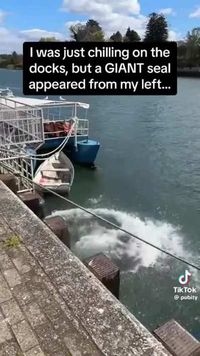 of a sea lion