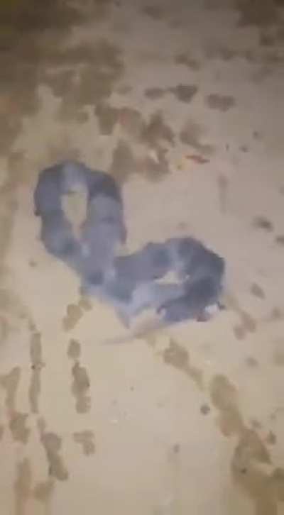 Mobius Rat. Infini-rat? Just…nope.