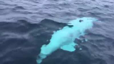 Playing fetch with a Beluga Whale