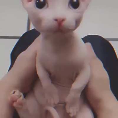 B I N G U S