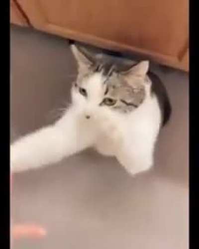 Melhor gato