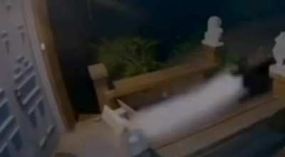 Dog said 