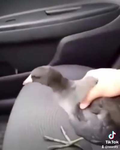 Lo Pato de las patas largas monkaW
