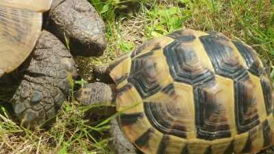 My tortoises greeting each other