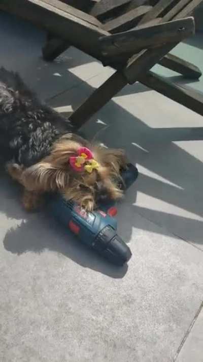 My dog hates drilling machines, I dont know why